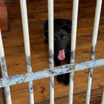 Pies do adopcji