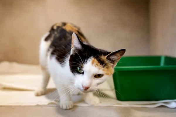 Znaleziono kota, Sosnowiec, 18 czerwca 2026 (4/5)
