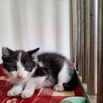 Kot do adopcji