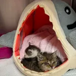 Kot do adopcji