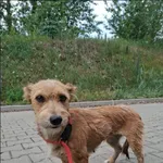 Znaleziono psa