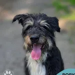 Pies do adopcji