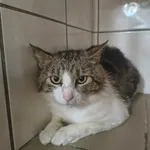 Kot do adopcji