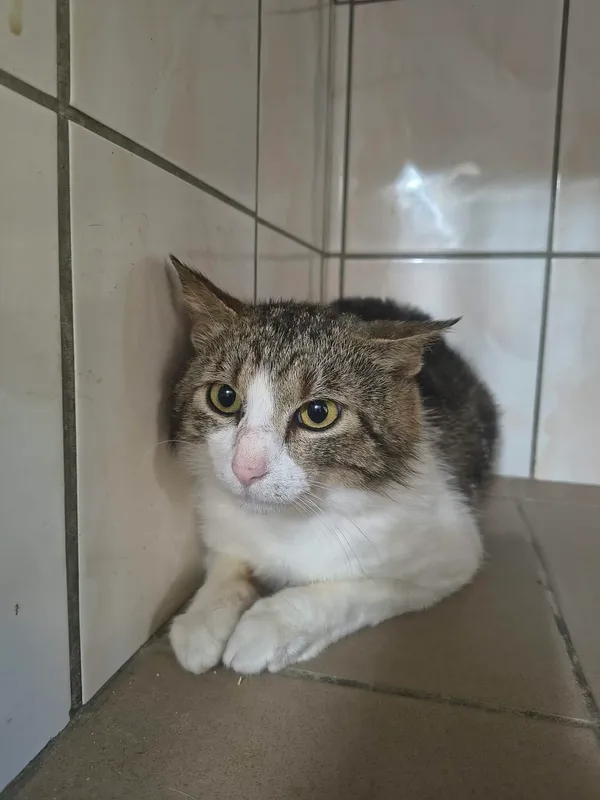 Kot do adopcji, Orzechowce, 23 czerwca 2026 (2/3)
