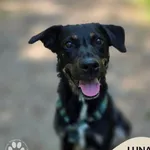 Pies do adopcji