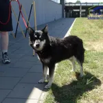 Znaleziono psa