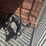 Pies do adopcji
