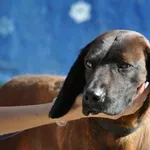Pies do adopcji