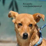 Pies do adopcji