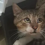 Kot do adopcji