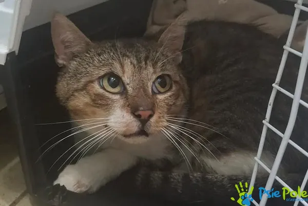 Kot do adopcji, Racławice, 20 czerwca 2026