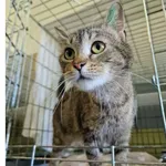 Kot do adopcji