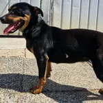 Pies do adopcji