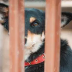 Pies do adopcji