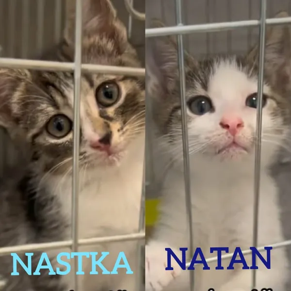 Kot do adopcji, Radom, 13 lipca 2026 (2/2)