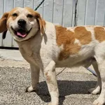 Pies do adopcji