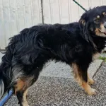Pies do adopcji