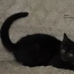 Kot do adopcji