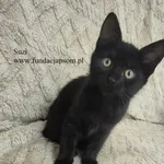 Kot do adopcji