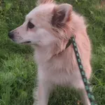 Pies do adopcji