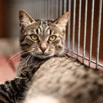 Kot do adopcji