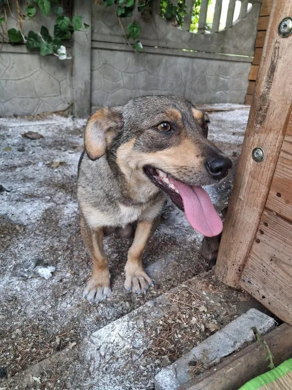 Pies do adopcji, Rytlów, 30 czerwca 2026 (1/5)