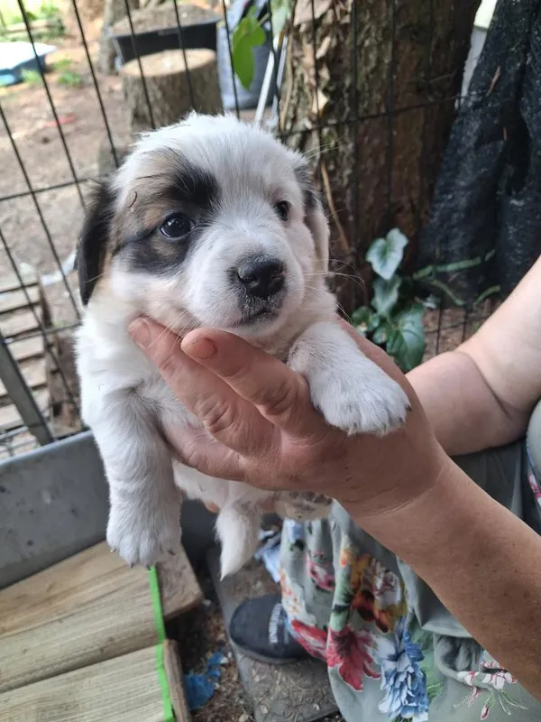 Pies do adopcji, Rytlów, 30 czerwca 2026 (4/5)