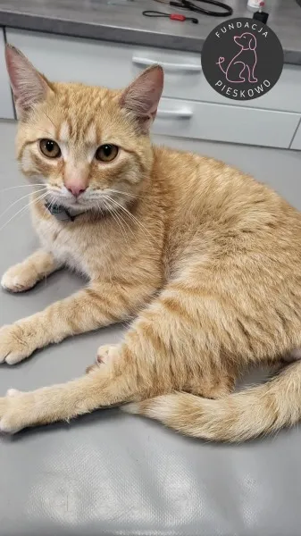 Kot do adopcji, Wolsztyn, 29 czerwca 2026