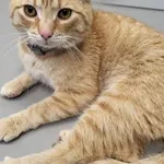Kot do adopcji