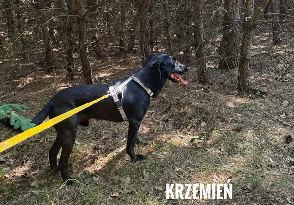 Pies do adopcji, Rytlów, 30 czerwca 2026