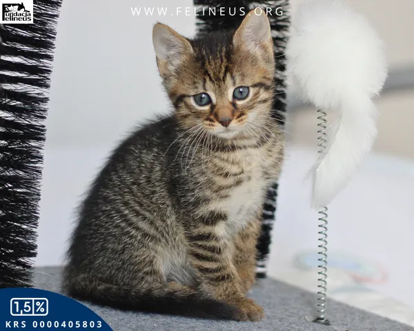 Kot do adopcji, Chmielnik, 1 lipca 2026 (1/4)