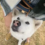 Pies do adopcji