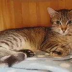 Kot do adopcji