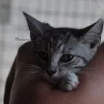 Kot do adopcji