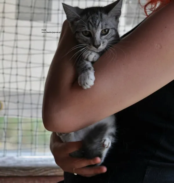 Kot do adopcji, Nowy Dwór Mazowiecki, 1 lipca 2026 (2/5)