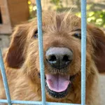Pies do adopcji