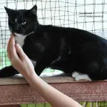 Kot do adopcji