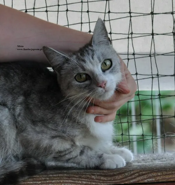 Kot do adopcji, Nowy Dwór Mazowiecki, 2 lipca 2026 (1/5)