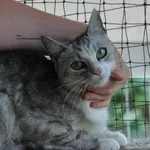 Kot do adopcji
