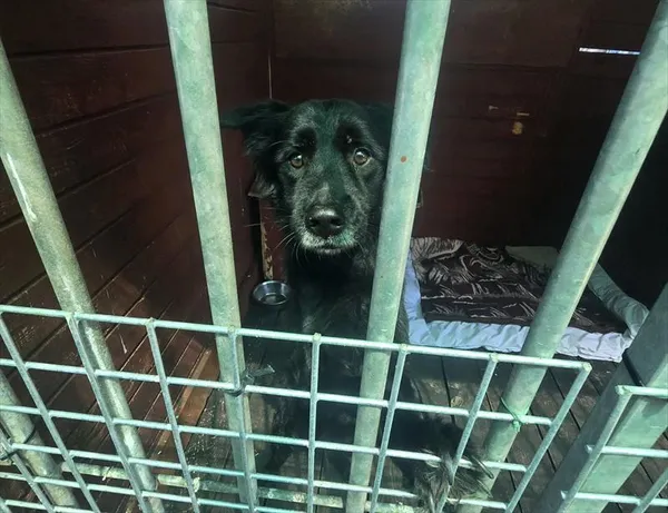 Pies do adopcji, Gorzów Wielkopolski, 1 lipca 2026