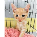 Kot do adopcji