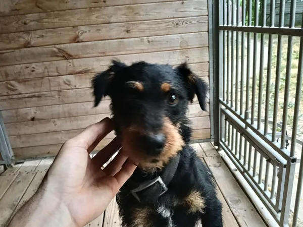 Pies do adopcji, Orzechowce, 1 lipca 2026 (5/5)