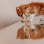 Kot do adopcji