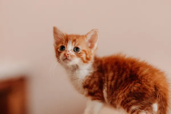 Kot do adopcji, Czartki, 3 lipca 2026 (4/5)