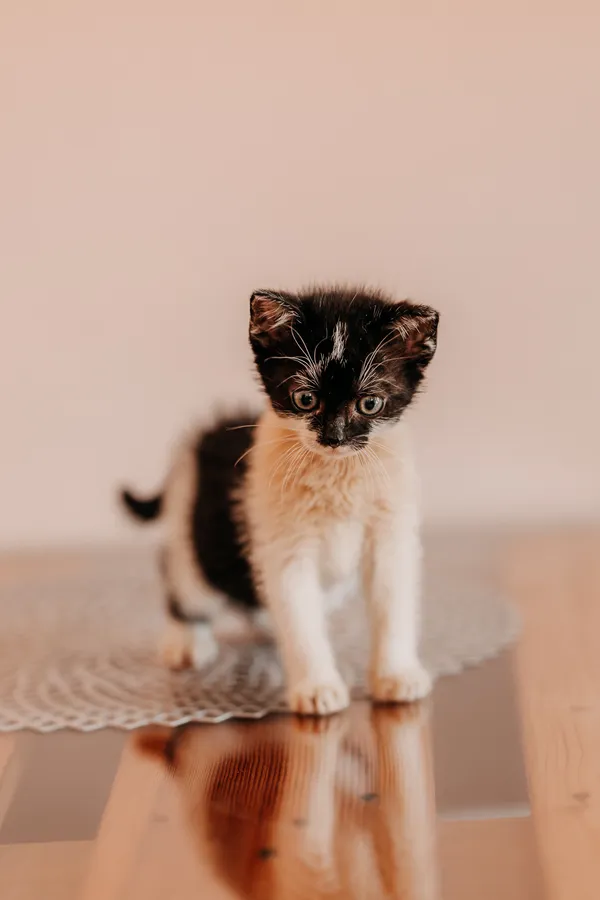 Kot do adopcji, Czartki, 3 lipca 2026 (3/5)
