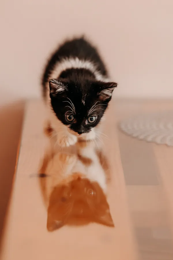Kot do adopcji, Czartki, 3 lipca 2026 (2/5)