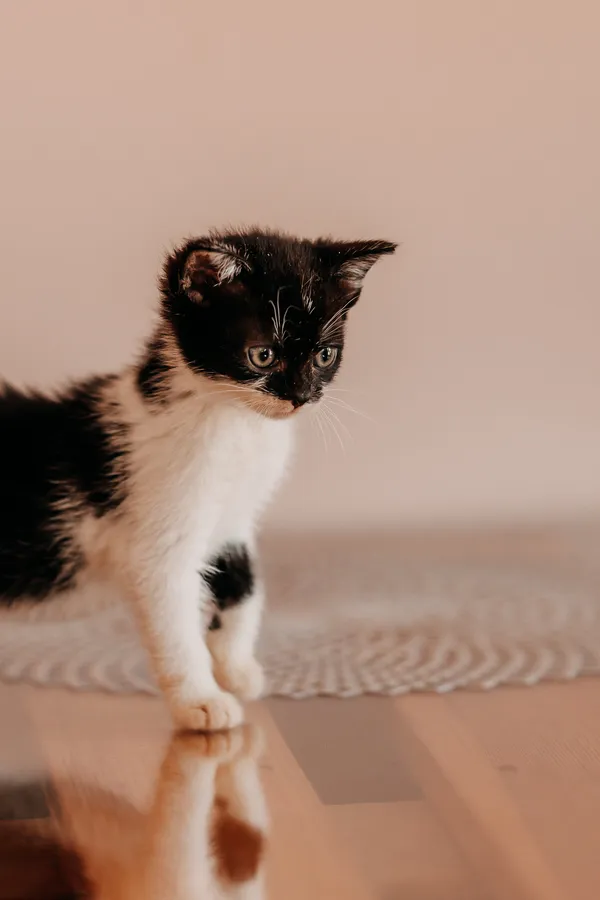 Kot do adopcji, Czartki, 3 lipca 2026 (3/5)