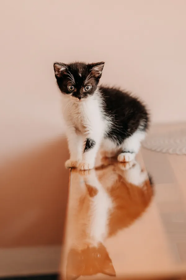 Kot do adopcji, Czartki, 3 lipca 2026 (5/5)
