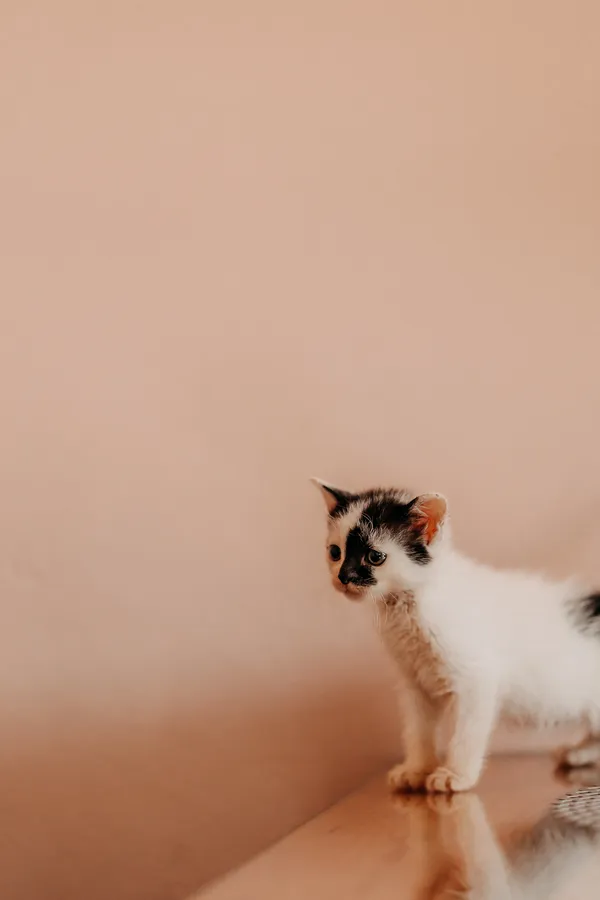 Kot do adopcji, Czartki, 3 lipca 2026 (2/5)