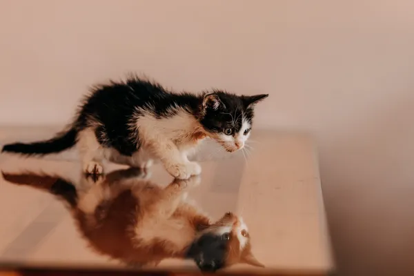 Kot do adopcji, Czartki, 3 lipca 2026 (1/4)